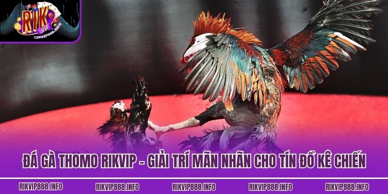 Đá Gà Thomo Rikvip - Giải Trí Mãn Nhãn Cho Tín Đồ Kê Chiến